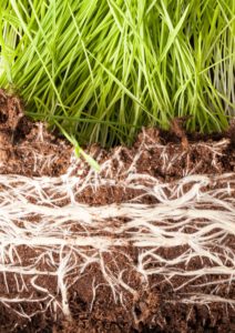 Kick-Off seed treatment improves rooting