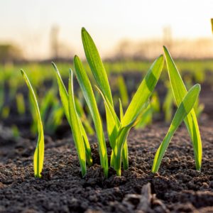 Manganese seed treatment for emergence
