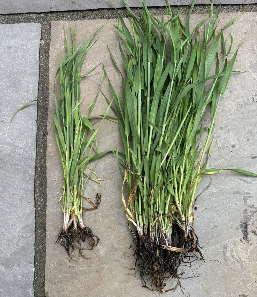 Surge Biological Seed Treatment, Crop Seed Treatment, Fielder