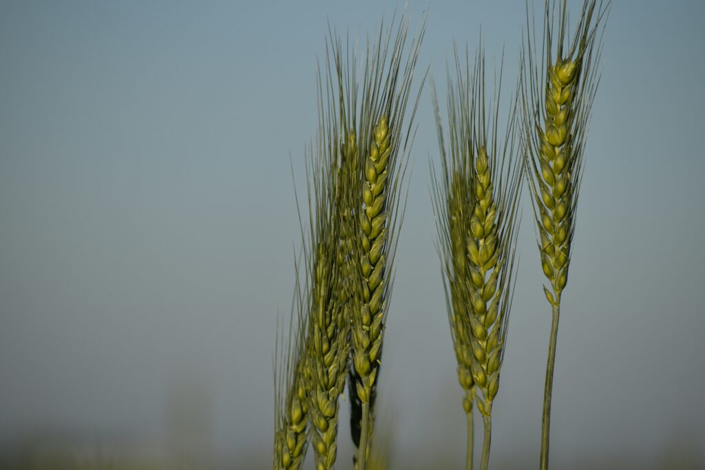 Surge Seed Treatment, Biological Seed Treatment, Fielder