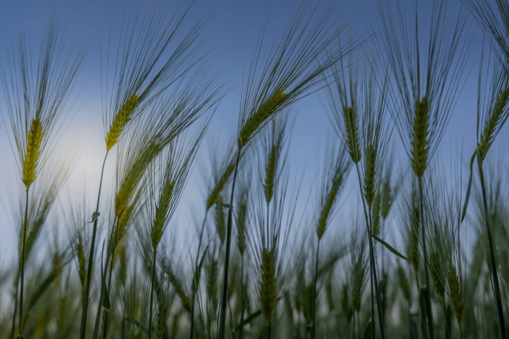 Biological Seed Treatment, Crop Seed Treatment, Fielder 