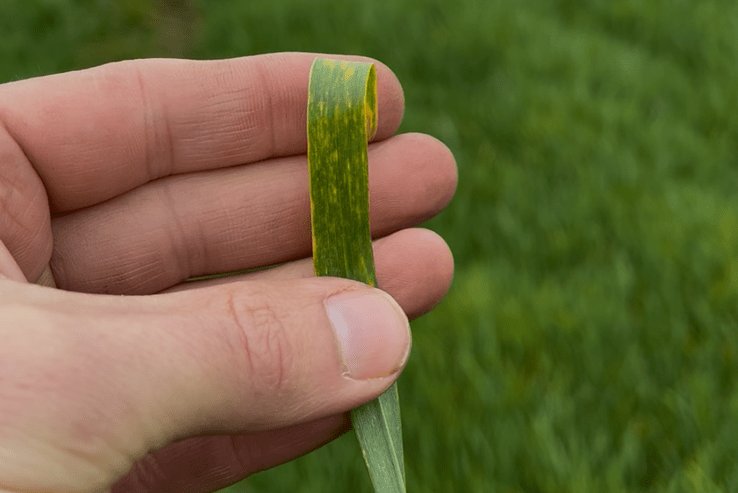 Fielder Spring Newsletter 2026, Agricultural Nutrients, Manganese Crop Feeder