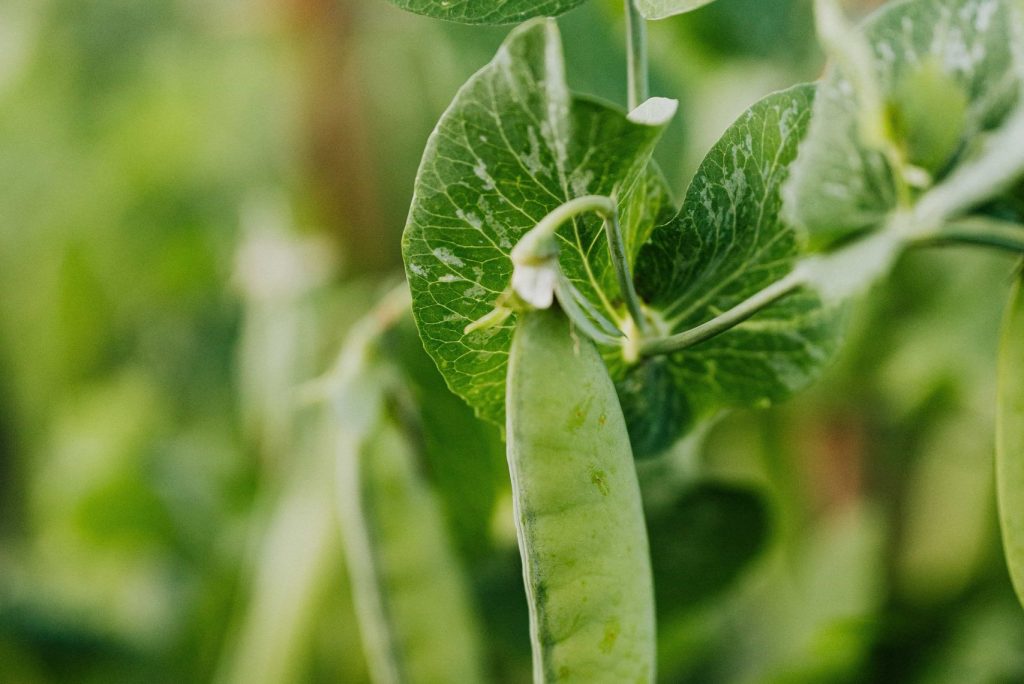 Pea Seed Treatment, Kick-Off Seed Treatment, Fielder Nutrition